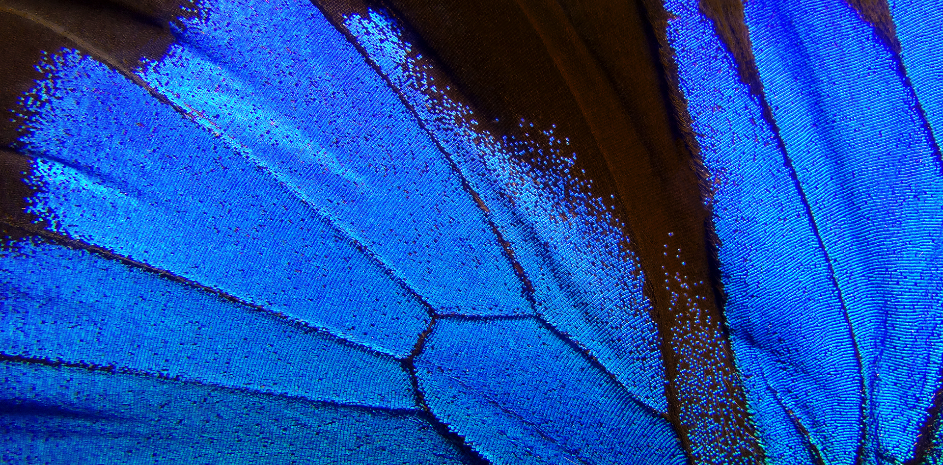 Australian excellence. Diagnostic intelligence.